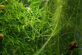 Attēlu rezultāti vaicājumam “Najas major”