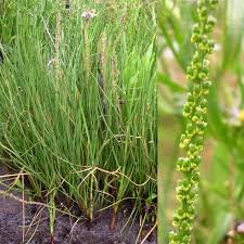 Attēlu rezultāti vaicājumam “Juncaginaceae”