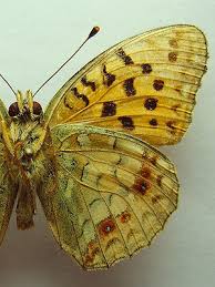 Attēlu rezultāti vaicājumam “Argynnis adippe”