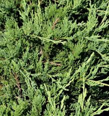 Attēlu rezultāti vaicājumam “Juniperus sabina”