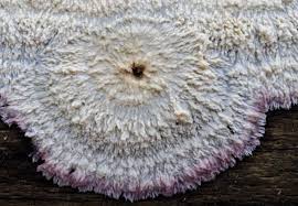 Attēlu rezultāti vaicājumam “Phlebia centrifuga”