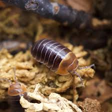 Attēlu rezultāti vaicājumam “Armadillidium pulchellum”