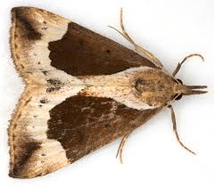 Attēlu rezultāti vaicājumam “Hypena crassalis”