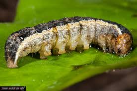 Attēlu rezultāti vaicājumam “Mamestra brassicae pupa”