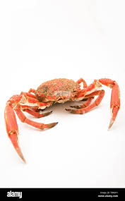 Image result for Maja brachydactyla