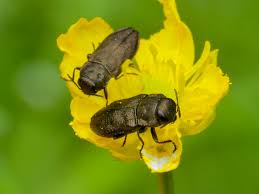 Attēlu rezultāti vaicājumam “Anthaxia quadripunctata”