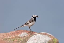 Attēlu rezultāti vaicājumam “Motacilla alba adult”