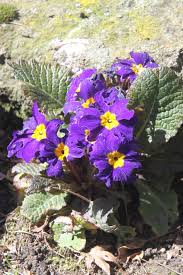 Attēlu rezultāti vaicājumam “Primula x polyantha”