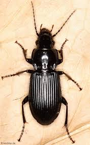 Attēlu rezultāti vaicājumam “Pterostichus melanarius”