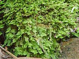 Attēlu rezultāti vaicājumam “Dicranella staphylina cells”