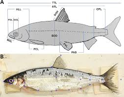 Image result for Coregonus artedi