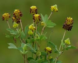 Attēlu rezultāti vaicājumam “Trifolium spadiceum flower”