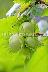 Attēlu rezultāti vaicājumam “Corylus avellana”