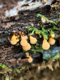 Attēlu rezultāti vaicājumam “Trichia longipalpis”