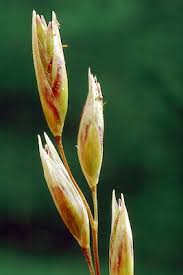 Attēlu rezultāti vaicājumam “Danthonia decumbens fruit”