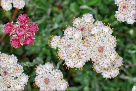 Attēlu rezultāti vaicājumam “Antennaria dioica fruit”