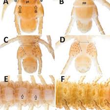 Attēlu rezultāti vaicājumam “Ommatoiulus vilnensis”