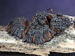 Attēlu rezultāti vaicājumam “Symphytocarpus flaccidus spores”