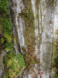 Attēlu rezultāti vaicājumam “Licea pusilla sessile”