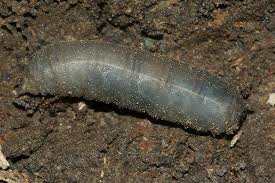 Attēlu rezultāti vaicājumam “Tipulidae larva”