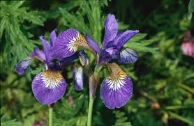 Attēlu rezultāti vaicājumam “Iris sibirica flower”
