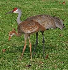 Image result for Grus canadensis