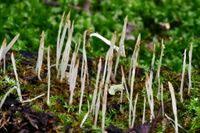 Attēlu rezultāti vaicājumam “Eocronartium muscicola”