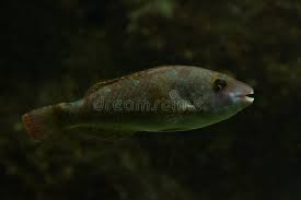 Image result for Sparisoma cretense