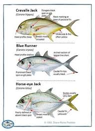 Image result for Caranx hippos