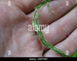 Attēlu rezultāti vaicājumam “Cinna latifolia”