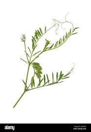 Attēlu rezultāti vaicājumam “Vicia hirsuta bud”