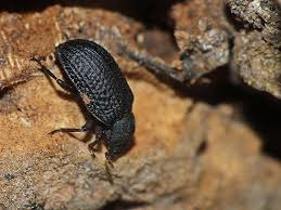 Attēlu rezultāti vaicājumam “Bolitophagus reticulatus imago”