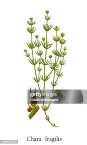 Attēlu rezultāti vaicājumam “Chara filiformis”