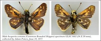 Attēlu rezultāti vaicājumam “Hesperia comma male”