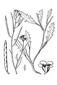 Attēlu rezultāti vaicājumam “Diplotaxis muralis leaf”