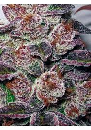 Resultado de imagen para la marihuana channel