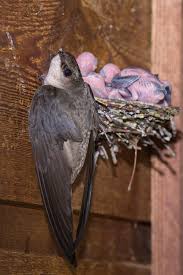 Image result for Chaetura pelagica