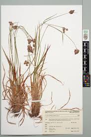 Attēlu rezultāti vaicājumam “Luzula multiflora”