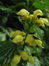 Attēlu rezultāti vaicājumam “Lamiastrum galeobdolon bud”