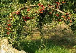 Attēlu rezultāti vaicājumam “Crataegus monogyna subsp. nordica”
