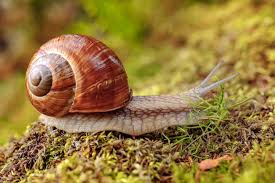 Attēlu rezultāti vaicājumam “Helix pomatia”