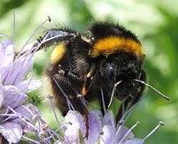 Attēlu rezultāti vaicājumam “Bombus terrestris”