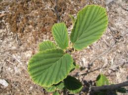 Attēlu rezultāti vaicājumam “Hamamelis mollis”