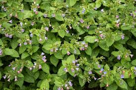 Attēlu rezultāti vaicājumam “Pulmonaria obscura leaf”