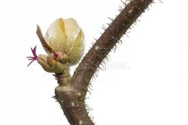 Attēlu rezultāti vaicājumam “Corylus avellana bud”