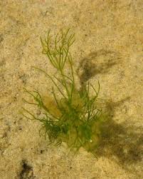 Attēlu rezultāti vaicājumam “Nitella sp.”