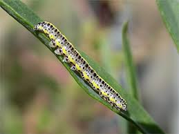 Attēlu rezultāti vaicājumam “Calophasia lunula larva”