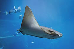 Image result for Rhinoptera brasiliensis