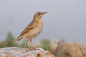 Image result for Anthus campestris
