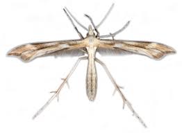 Attēlu rezultāti vaicājumam “Gillmeria pallidactyla”